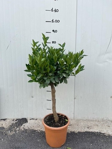 Pianta mandarino tachibana - mandarino,