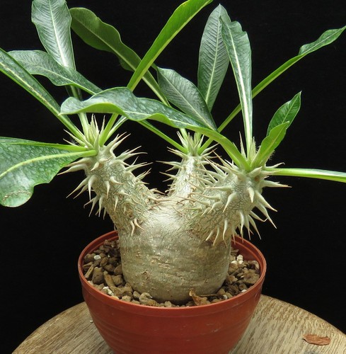 Pachypodium