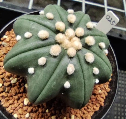 Raro astrophytum asterias - asterias, cv