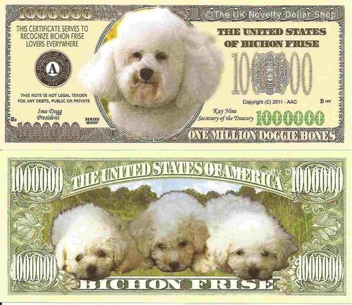 Bichon frise dog puppy lovers - dog,