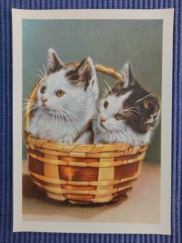 Vecchio cartolina gatti - cartolina,