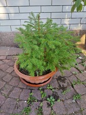Albero Abete Rosso, 20 cm, in vaso già avviato. Da esterno adatto al giardino. 