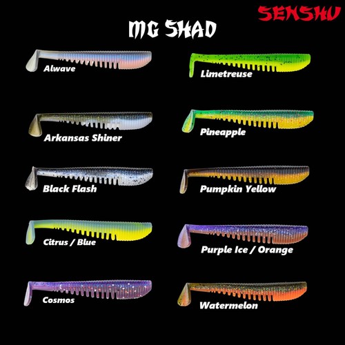 Senshu shad pesce - shad,