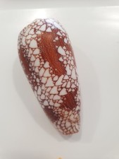 CONUS OMARIA  RARE  SIZE   !!