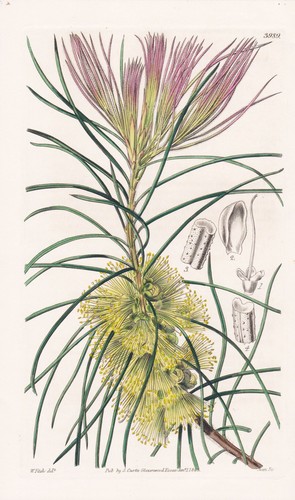 Callistemon pinifolium - callistemon,