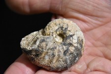 Grande ammonite Brouwerites