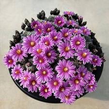 3CM Turbinicarpus valdezianus