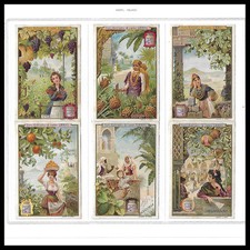 1900 * Set 6 Figurine LIEBIG "Frutti e Bellezza II" (CIF 631 - SANG 630)