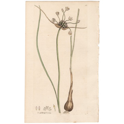 Antica botanica inglese - , 1798