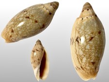 Volutidae, Amoria praetexta