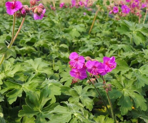 Pianta geranium - di,