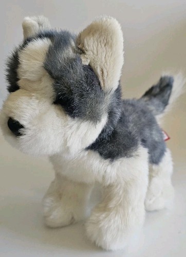 Douglas siberian husky cane - douglas,