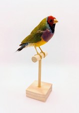 Taxidermy, Cabinet De Curiosites : Diamante Di Gould (Erythrura gouldiae)