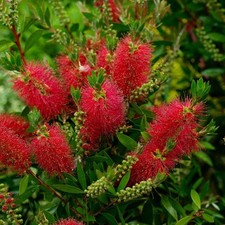 Pianta callistemon citrinus - pianta,