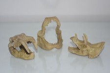 Terrario Dettagliato Mini Teschi 3 Diverse Disegni Misura Approx 7 X 5 X 3 CM 1