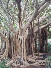 FICUS SAGRADO , ficus  religiosa 100 semillas -  seeds 