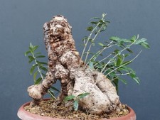 Bonsai Olivastro 31x25m In