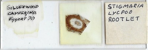 Scivolo per microscopio