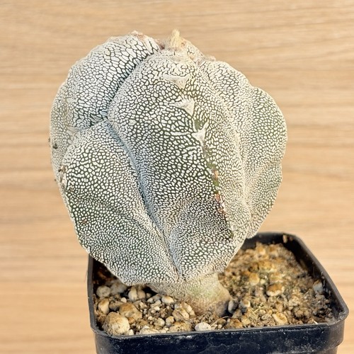 Astrophytum onzuka pot 10 - ,