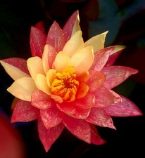 Rizoma di Ninfea rustica