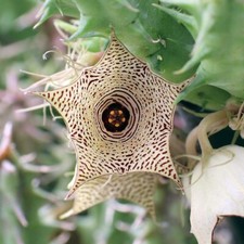 1 Talea senza Radici Huernia