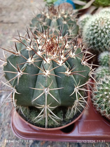 Cactus melocactus azureus - melocactus, id