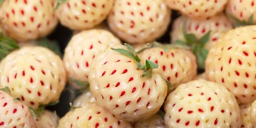 Piante fragola fragolina - piante,