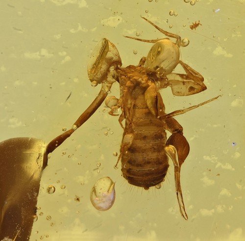 Pseudoscorpiones