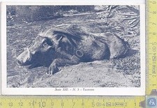 Colonia Eritrea - Facocero -