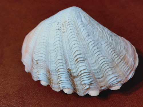 Conchiglia shell tridacna - shell,
