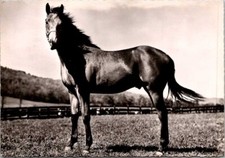 Anglo arabo razza - cc, cavallo