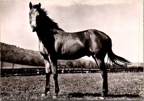 Anglo arabo razza cavallo - cc,