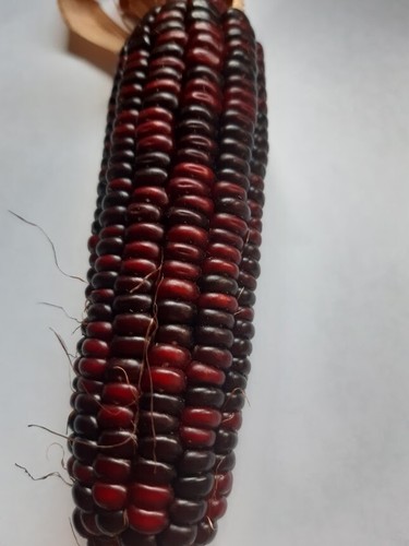 Mais rosso - mais,