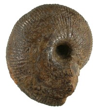 Dogger Macrocephalites