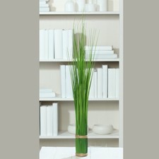 Set Di 12 Piante Grasse