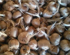 Bulbi di zafferano 1000