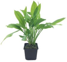 Pianta madre pianta per