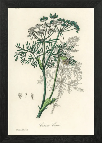 Quadro carum carvi - carum,