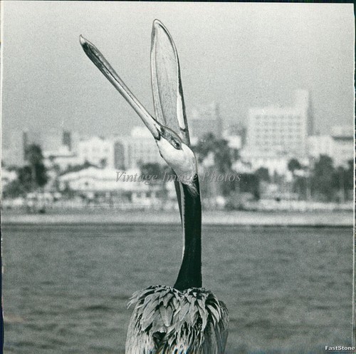 1966 foto bocca pellicana - 1966,