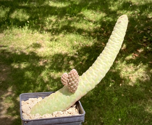 Tephrocactus articulatus var