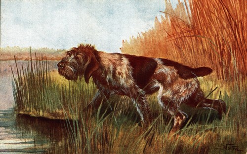 Norfini cane caccia - -,