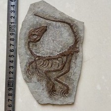 Fossile di dinosauro