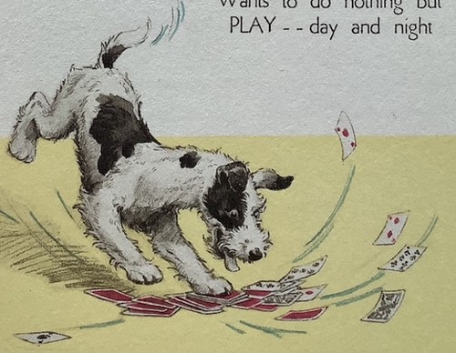 Dog fox terrier toughy - fox,