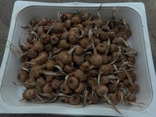 bulbi zafferano di misura varia 1,7 kg