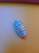 Conchiglia Fossile  Ciondolo Chiton Celeste