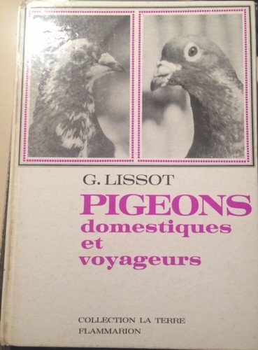 Piccioni domestici - domestici, e