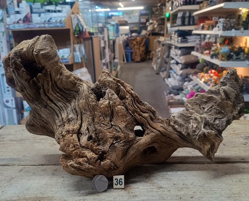 Derwen quercia palude cm - quercia,