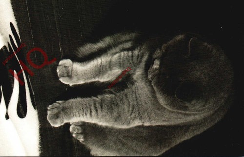 Picture postcard cat british - picture,