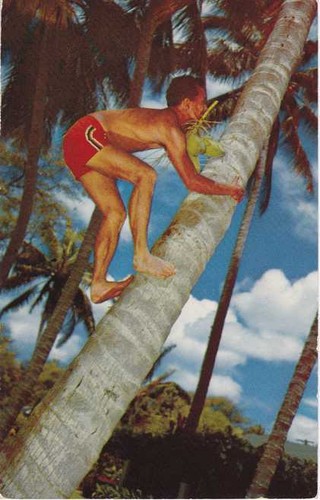 Palma cocco arrampicata hi - da,