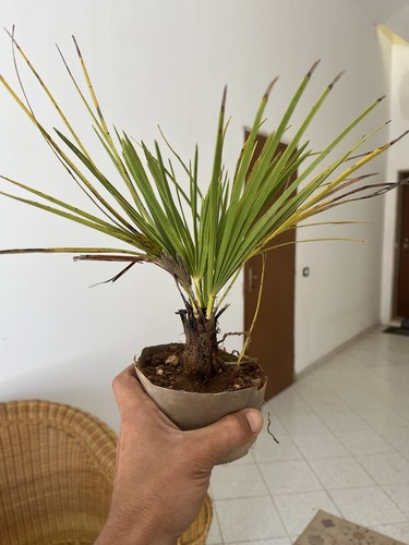 Pianta bonsai trachycarpus - pianta,